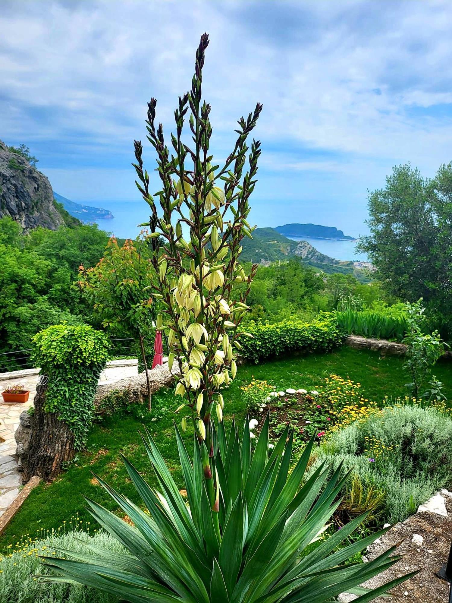 Villa Nera Budva Eksteriør billede